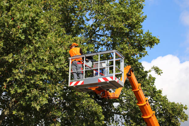 Best Leaf Removal  in Bensville, MD